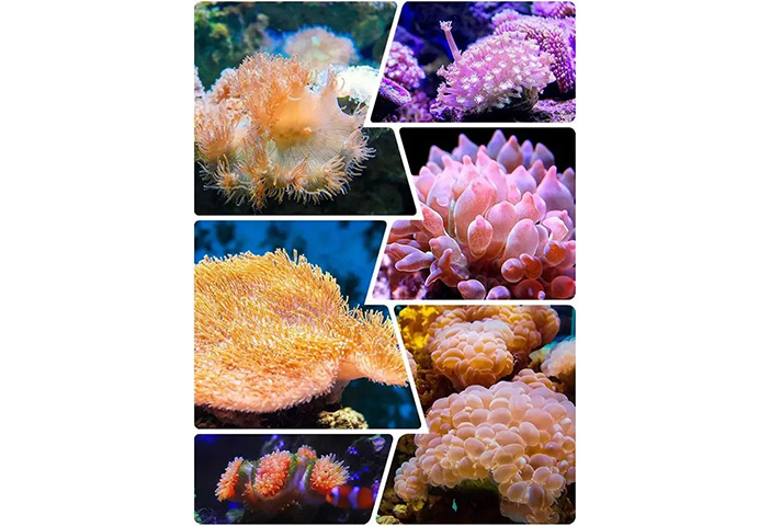 活体珊瑚进口