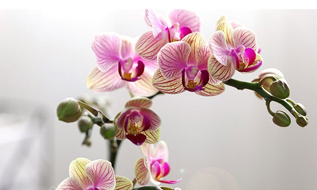 进口兰花鲜花手续代理