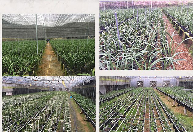 代理进口兰花鲜花
