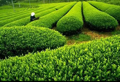 出口茶叶种植基地备案手续代理
