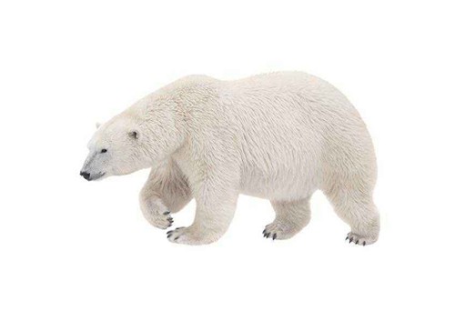 北极熊标本进口